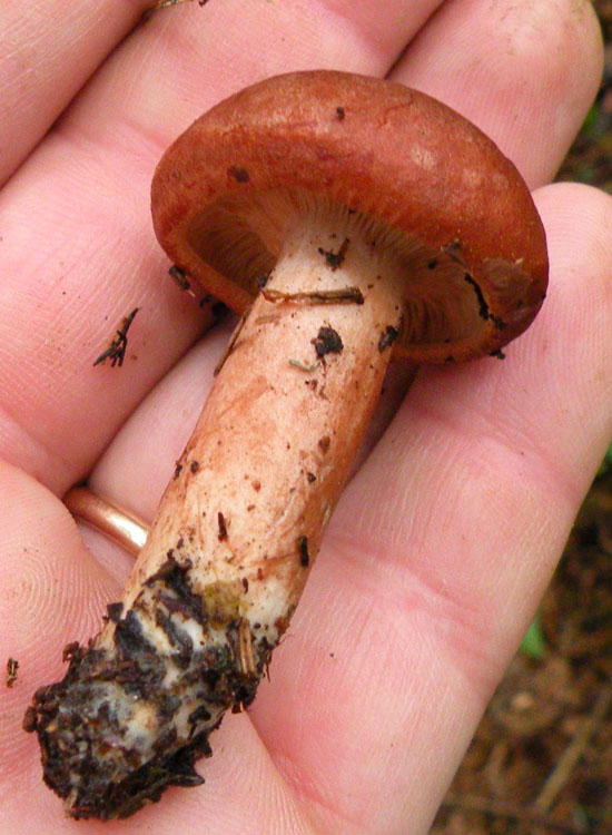 Tricholoma cfr ustale? (Lactarius rufus)